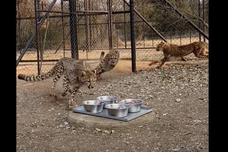 トップスピードで走ってきたチーターたち。お肉の盛られたボウルに向かって突進！！【海外・動画】
