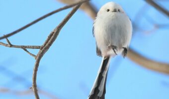 『空中で停止しているように見える』シマエナガが飛翔する瞬間を捉えた写真が「かわいすぎる!」と話題に
