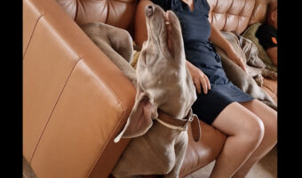 ソファでお昼寝中の愛犬。快眠しているみたいですが・・、その寝相にビックリ!!【海外・動画】