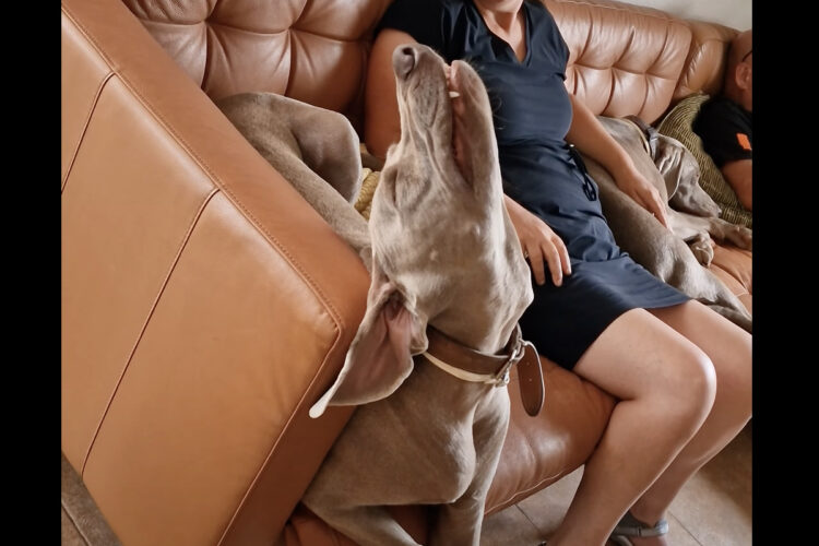 ソファでお昼寝中の愛犬。快眠しているみたいですが・・、その寝相にビックリ！！【海外・動画】