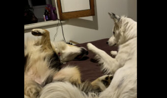 床に寝転がる犬。そのまま寝たいようですが・・、そうは問屋が卸さない！？【海外・動画】