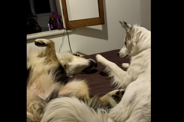 床に寝転がる犬。そのまま寝たいようですが・・、そうは問屋が卸さない！？【海外・動画】