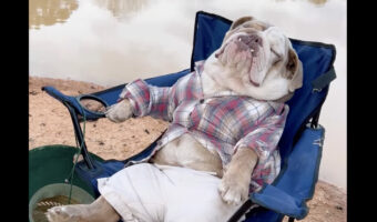 キャンプチェアでぐっすり眠るのは・・。愛犬が風を受けながら気持ちよさそうに寝ています【海外・動画】