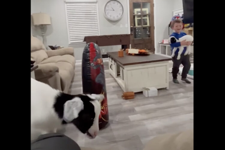 だっこしたり、お家の中でおいかけっこして楽しそう！幼い男の子と子ヤギの交流が微笑ましい