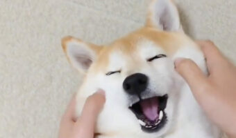 気持ちいいーって絶対思ってる顔の柴犬がかわいすぎると話題に!「モチモチ天国」 「もっとやってほしいと言ってますよ」
