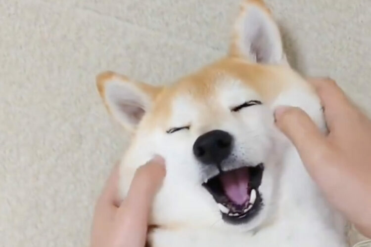 気持ちいいーって絶対思ってる顔の柴犬がかわいすぎると話題に！「モチモチ天国」 「もっとやってほしいと言ってますよ」