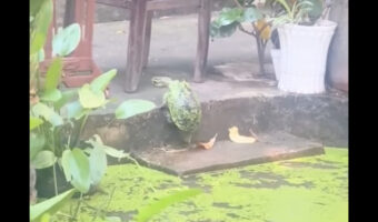 壁を登ろうと奮闘するカメ。前足で踏ん張り挑戦した結果・・！！【海外・動画】