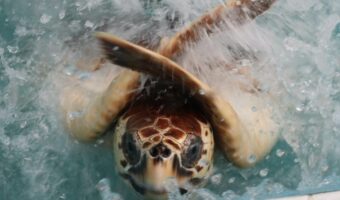 だめーーーー !!ウミガメが繰り出したまさかのポーズが面白い!「やっぱり甲羅を脱がすのはNGだったか」