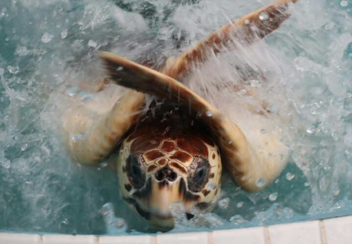 だめーーーー ！！ウミガメが繰り出したまさかのポーズが面白い！「やっぱり甲羅を脱がすのはNGだったか」