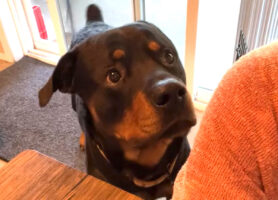 「おさんぽの時間だよ！」ママさんに元気に催促する愛犬の姿がかわいすぎる！！【アメリカ・動画】