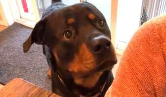 「おさんぽの時間だよ！」ママさんに元気に催促する愛犬の姿がかわいすぎる！！【アメリカ・動画】