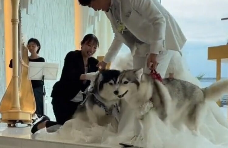 結婚式でリングドッグという大役を任されたシベリアンハスキーたち。見事役目を成し遂げましたが・・、みんなドレスが大変なことに！！