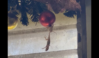 ファイト一発?クリスマス・オーナメントから落ちそうなトカゲを仲間が引き上げようとしてる!!【海外・動画】