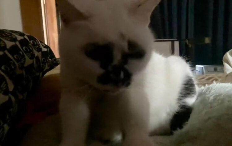 最高の寝起きが保証されている！？猫ふみふみによる最強目覚ましがたまらない！！