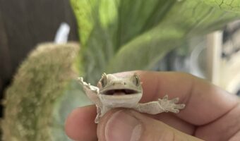 クレステッドゲッコーを持った時のリアクションがかわいすぎると話題に!「うわぁ、なんだ~と言っているみたい」「癒されます」