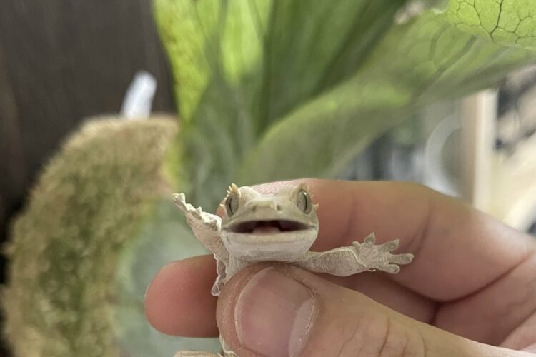 クレステッドゲッコーを持った時のリアクションがかわいすぎると話題に！「うわぁ、なんだ～と言っているみたい」「癒されます」
