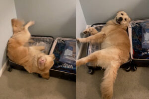 「一緒に連れて行って！」荷造りをしていたら、ゴールデンレトリバーがスーツケースに入り込んだ！！【アメリカ・動画】