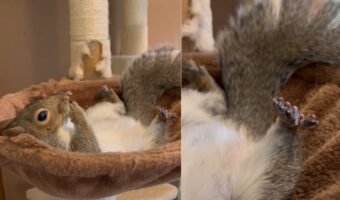 今日はなにもしない日？リスはハンモックに仰向けになってもぐもぐリラックス【アメリカ・動画】