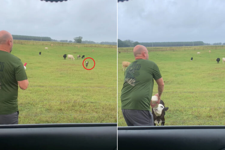 遠くからでも見逃さない？仔ウシは哺乳瓶が目に入ると一直線に走ってきた！！【アメリカ・動画】