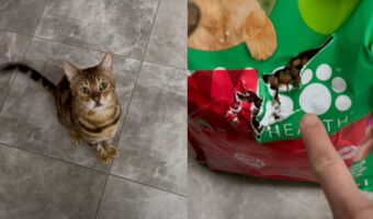 飼い主さんの声にかわいく応える猫。だけどこの子・・食いしん坊のイタズラっ子だったんです！！【海外・動画】