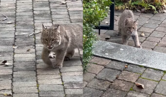 ひとりで冒険をするボブキャットの赤ちゃん。探索中の自分を見つめる姿があったことに気が付いてビックリ!!【アメリカ・動画】
