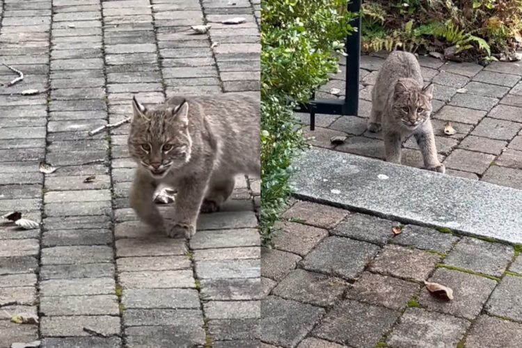 ひとりで冒険をするボブキャットの赤ちゃん。探索中の自分を見つめる姿があったことに気が付いてビックリ！！【アメリカ・動画】
