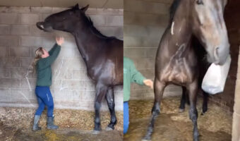 この馬イタズラっ子！！タオルをくわえると体格の良さを活かして女性に意地悪して遊んでいます！！【海外・動画】