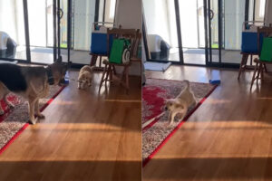 ジャーマンシェパードのリードをくわえた子犬。散歩に連れて行こうとしたら・・、体格差もあって散歩に連れて行かれることに！！