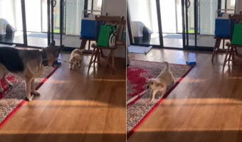 ジャーマンシェパードのリードをくわえた子犬。散歩に連れて行こうとしたら・・、体格差もあって散歩に連れて行かれることに!!