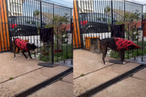 暑かったのかな？ボクサー犬がフェンスを匠に利用してセーターを脱ごうとしています！！【海外・動画】