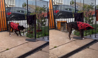 暑かったのかな?ボクサー犬がフェンスを匠に利用してセーターを脱ごうとしています!!【海外・動画】