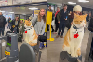 みんな改札をくぐるのを忘れちゃう！？駅のアイドル猫に多くの人が足を止めて愛でています【海外・動画】