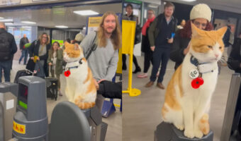 みんな改札をくぐるのを忘れちゃう！？駅のアイドル猫に多くの人が足を止めて愛でています【海外・動画】