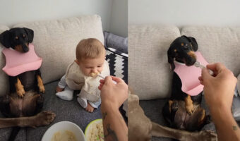 みんな順番に「あ〜ん」してもらう赤ちゃんと愛犬たちのランチタイム。みんないい子に自分の順番を待っています【海外・動画】