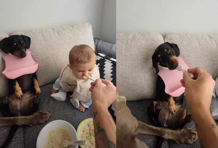 みんな順番に「あ〜ん」してもらう赤ちゃんと愛犬たちのランチタイム。みんないい子に自分の順番を待っています【海外・動画】