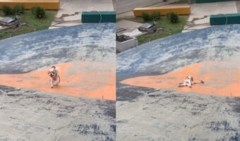 すべり台を楽しむ犬。スロープを駆け上がってくると・・、腹ばいになって滑っていきます!!【海外・動画】