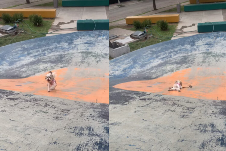 すべり台を楽しむ犬。スロープを駆け上がってくると・・、腹ばいになって滑っていきます！！【海外・動画】