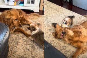 寝転がっているゴールデンリトリバーと遊びたいシーズーの子犬。飛びかかったり吠えてみたりと元気いっぱい！！【アメリカ・動画】