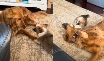 寝転がっているゴールデンリトリバーと遊びたいシーズーの子犬。飛びかかったり吠えてみたりと元気いっぱい！！【アメリカ・動画】