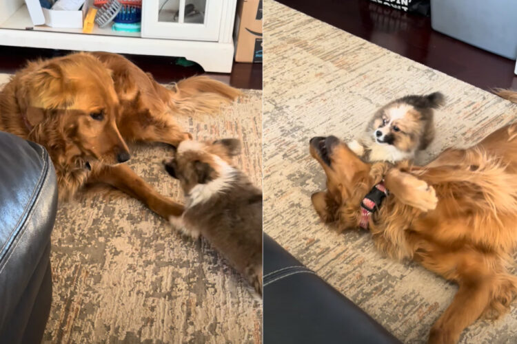 寝転がっているゴールデンリトリバーと遊びたいシーズーの子犬。飛びかかったり吠えてみたりと元気いっぱい！！【アメリカ・動画】