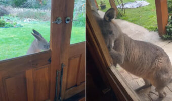 「お家に入れて」とおねだりしてる?玄関の前にカンガルーがやってきた!!【海外・動画】