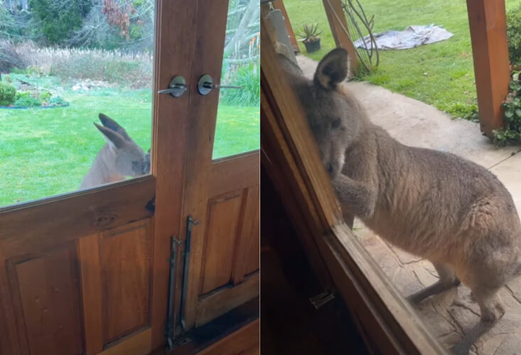 「お家に入れて」とおねだりしてる？玄関の前にカンガルーがやってきた！！【海外・動画】
