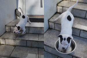 ボウルが乗り物になっちゃった！子犬がボウルにおててを入れて・・階段を滑るように下っていく！！【海外・動画】