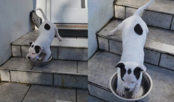 ボウルが乗り物になっちゃった!子犬がボウルにおててを入れて・・階段を滑るように下っていく!!【海外・動画】