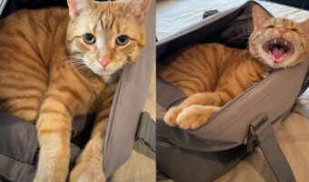 置いて行かないでと訴える猫。旅行に一緒に行きたいのか、カバンにすっぽり入り込んでいます!!【アメリカ・動画】