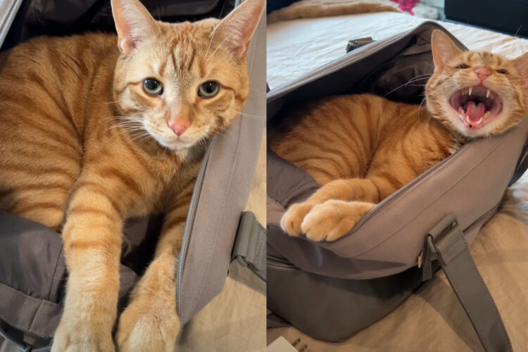 置いて行かないでと訴える猫。旅行に一緒に行きたいのか、カバンにすっぽり入り込んでいます！！【アメリカ・動画】