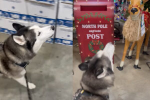 ルンルンと歩いていたハスキー犬が足をピタッと止めた！その理由は・・クリスマスのディスプレイ！？！？【アメリカ・動画】