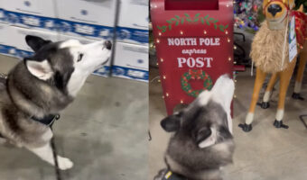 ルンルンと歩いていたハスキー犬が足をピタッと止めた！その理由は・・クリスマスのディスプレイ！？！？【アメリカ・動画】