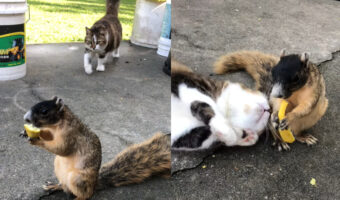 食事中のリスに接近する猫。リスが危ない!と思いきや・・猫がリスに甘え始めた!!【アメリカ・動画】