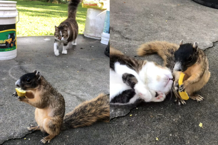 食事中のリスに接近する猫。リスが危ない！と思いきや・・猫がリスに甘え始めた！！【アメリカ・動画】